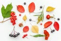 Autumn composition made of autumn plants viburnum, chokeberry rowan berries, dogrose, leaves and flowers on white background