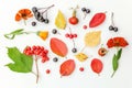 Autumn composition made of autumn plants viburnum, chokeberry rowan berries, dogrose, leaves and flowers on white background