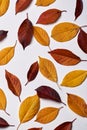 Autumn composition made of yellow and red leaves on white background. Fall concept. Autumn thanksgiving texture. Flat lay. Royalty Free Stock Photo