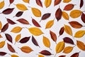 Autumn composition made of yellow and red leaves on white background. Fall concept. Autumn thanksgiving texture. Flat lay. Royalty Free Stock Photo