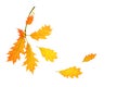 Autumn composition made of yellow red leaves on white background, isolated Royalty Free Stock Photo