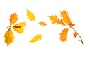 Autumn composition made of yellow red leaves on white background, isolated Royalty Free Stock Photo