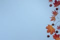 Autumn  composition. Maple  leaves and chestnuts on blue background Royalty Free Stock Photo
