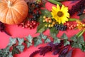 Autumn composition. Maple leaves, pumpkin, flowers and rowan, berries on red background. Royalty Free Stock Photo