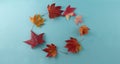 Autumn composition. Autumn meaple leaves making circle on blue background. Flat lay, top view, copy space