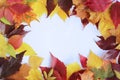 Autumn composition of multi-colored leaves on a white background. Royalty Free Stock Photo