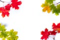 Autumn composition. Multi-colored maple leaves: red, green and yellow make a frame for copy space. Autumn, fall, thanksgiving day