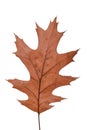Autumn red oak leaf. Northern Red Oak, Quercus rubra tree leaf isolated on a white background Royalty Free Stock Photo