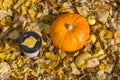 Autumn composition. A paper cup of coffee and pumpkin among fall leaves. Fall picnic consept