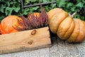 Autumn composition pumpkins and flowers in a box of wood