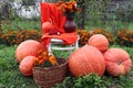 Autumn composition : ripe pumpkins gathered near a white chair with an orange scarf and bouquet, close-up, side view