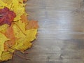 Autumn composition, several maple leaves