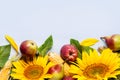 Autumn composition of sunflower, corn and pears Royalty Free Stock Photo