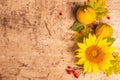 Autumn composition. Sunflower, red berries, and pumpkins