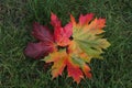 Autumn composition of three colourful maple trees leaves on the green grass background in Kaunas, Lithuania