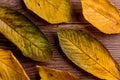 Autumn composition. Various colorful leaves. Studio shot, wooden Royalty Free Stock Photo