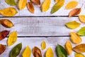 Autumn composition. Various colorful leaves. Studio shot, wooden Royalty Free Stock Photo