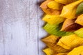 Autumn composition. Various colorful leaves. Studio shot, wooden Royalty Free Stock Photo