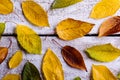 Autumn composition. Various colorful leaves. Studio shot, wooden Royalty Free Stock Photo