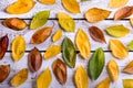 Autumn composition. Various colorful leaves. Studio shot, wooden Royalty Free Stock Photo