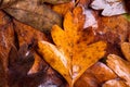 Autumn composition, wet brown leaves. Studio shot. Royalty Free Stock Photo