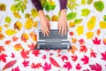 Autumn composition: workspace with hands on laptop keyboard on fallen leaves gradient colorful rainbow background on white. Freela