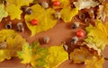 Autumn composition of yellow and red maple, linden and oak leaves with caps and acorns on a brown background macro