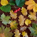 Autumn composition of yellow and red maple, linden and oak leaves with caps and acorns on a brown background macro Royalty Free Stock Photo