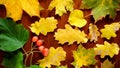 Autumn composition of yellow and red maple, linden and oak leaves with caps and acorns on a brown background macro