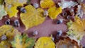 Autumn composition of yellow and red maple, linden and oak leaves with caps and acorns on a brown background macro