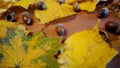 Autumn composition of yellow and red maple, linden and oak leaves with caps and acorns on a brown background macro Royalty Free Stock Photo