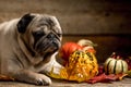 Autumn concept with adorable old pug, colorful dry leaves of october and pumpkins. Royalty Free Stock Photo