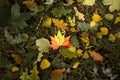 Autumn concept background traditional paper craft handmade origami fallen maple leaves nature Colorful backround image