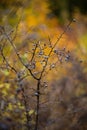 Autumn concept with blue thorn berries Royalty Free Stock Photo