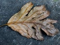 Autumn concept A brown dried leaves lying on the ground