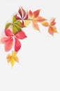 autumn concept. frame made of fall red, orange, golden leaves on white background. Royalty Free Stock Photo