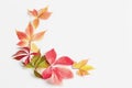 Autumn concept. frame made of fall red, orange, golden leaves on white background. Royalty Free Stock Photo