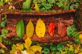 Autumn concept of leaves life cycle: different stages of aging - colorful leaves from green to yellow, red and brown. Royalty Free Stock Photo