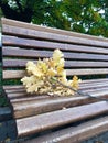 Autumn concept - park bench and fallen leaves. Fallen leaf symbolizing the beginning of Fall.