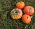 Autumn concept with pumpkin. Huge orange-yellow pumpkins