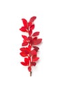 Autumn concept. Autumn red tree twig branch with fall leaves on white background