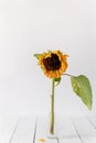 Single dry withered sunflower in a vase on white Royalty Free Stock Photo