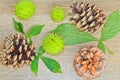 Autumn cone, chestnuts and leaves on wood background