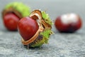 Autumn conkers Royalty Free Stock Photo