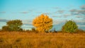 Autumn contrast. Red and green tree in autumn. Royalty Free Stock Photo