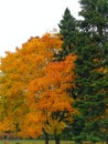 Autumn contrast. Yellow and a green tree Royalty Free Stock Photo