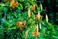 Lilium species on the Vine