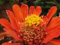 autumn copper and brown coloured zinnia bloom wÃÂ±th bright yellow pollen grains