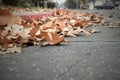 Autumn copper colored leaves strewn about throughout the streets