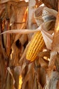 Autumn Corn Royalty Free Stock Photo